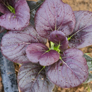 Tatsoi Red mustard growing in the ground