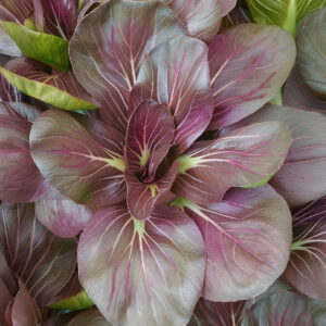 Tatsoi Red mustard growing in the ground