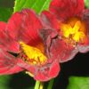 Nasturtium Tropaeolum - Black Velvet - Image 2