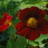 Nasturtium Tropaeolum - Black Velvet