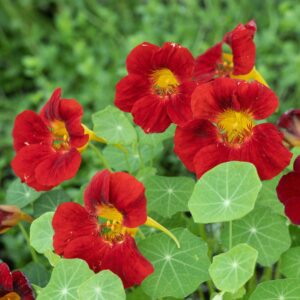 Nasturtium Tropaeolum Black Velvet