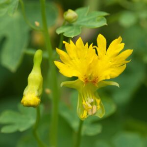 Nasturtium Peregrinum Climbing Canary Creeper