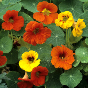 Nasturtium Climbing Gleam Hybrids