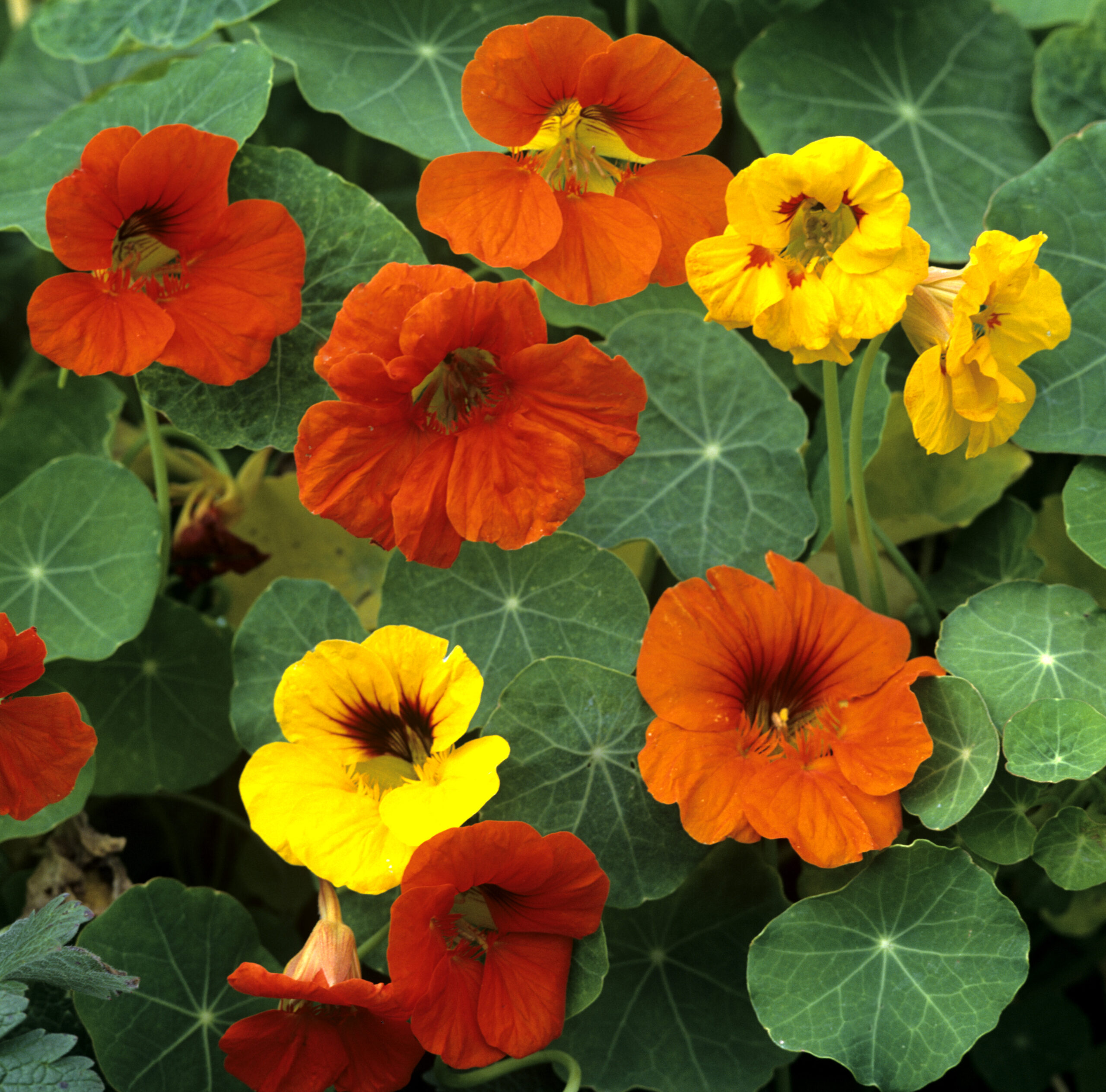 Nasturtium Climbing Gleam Hybrids