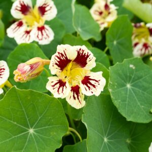 Nasturtium Ladybird Cream Purple Spot