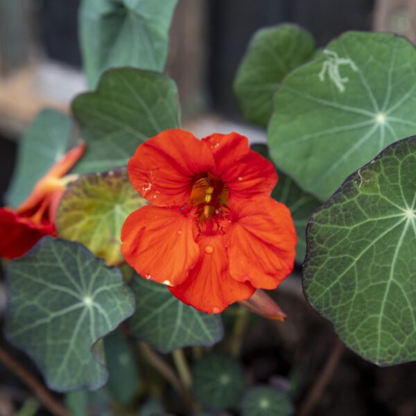 Nasturtium Empress of India Tropaeolum