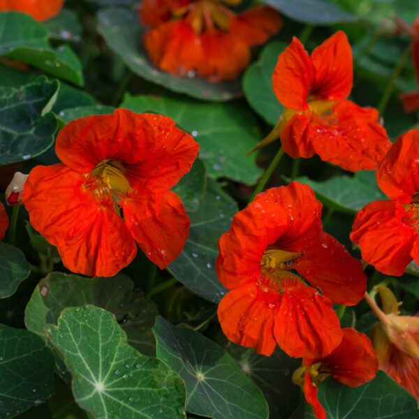 Nasturtium Empress of India Tropaeolum - Image 2