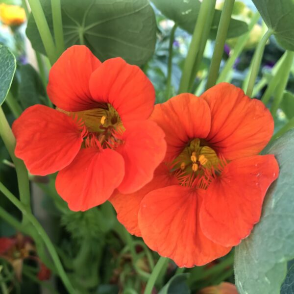 Nasturtium Empress of India Tropaeolum - Image 3