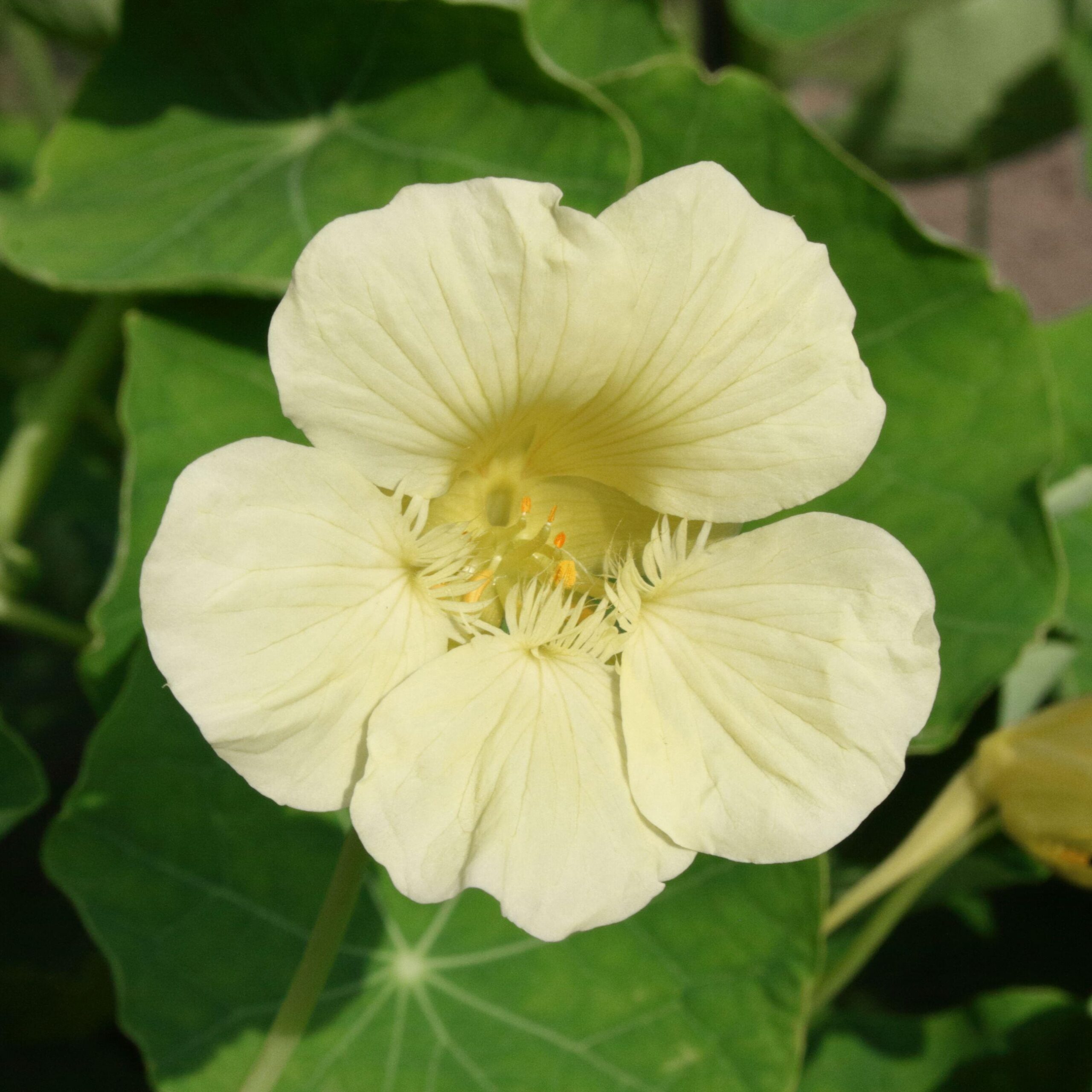 Nasturtium Tropaeolum Milkmaid - Image 2