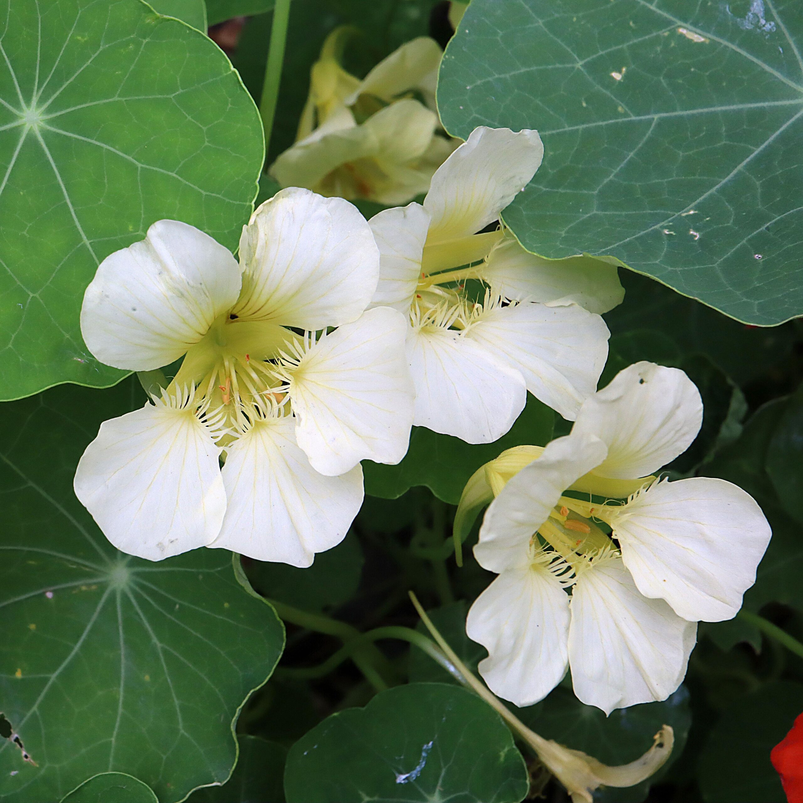 Nasturtium Tropaeolum Milkmaid