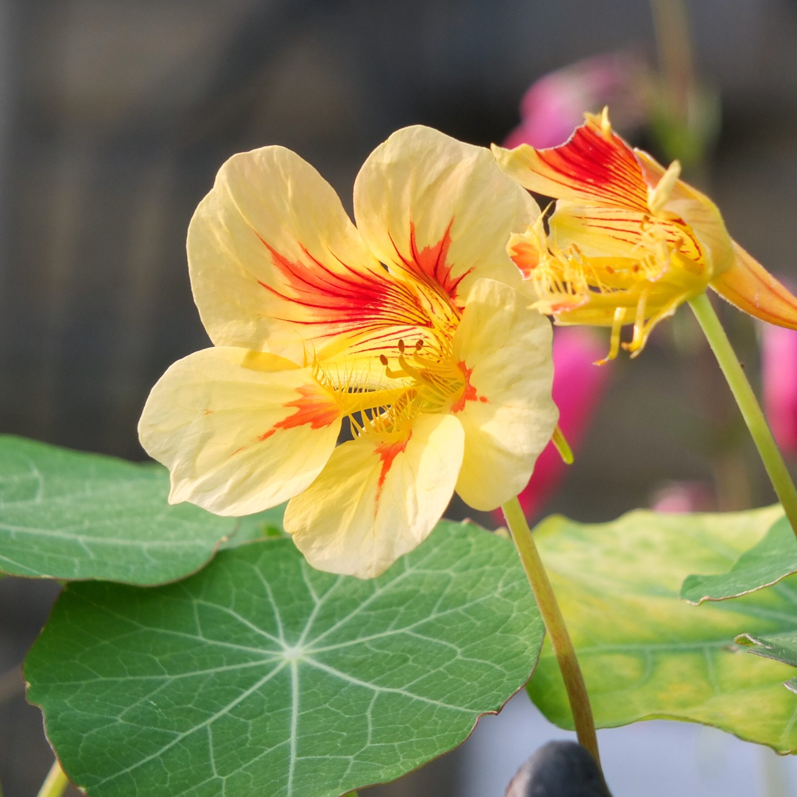 Nasturtium Peach Melba