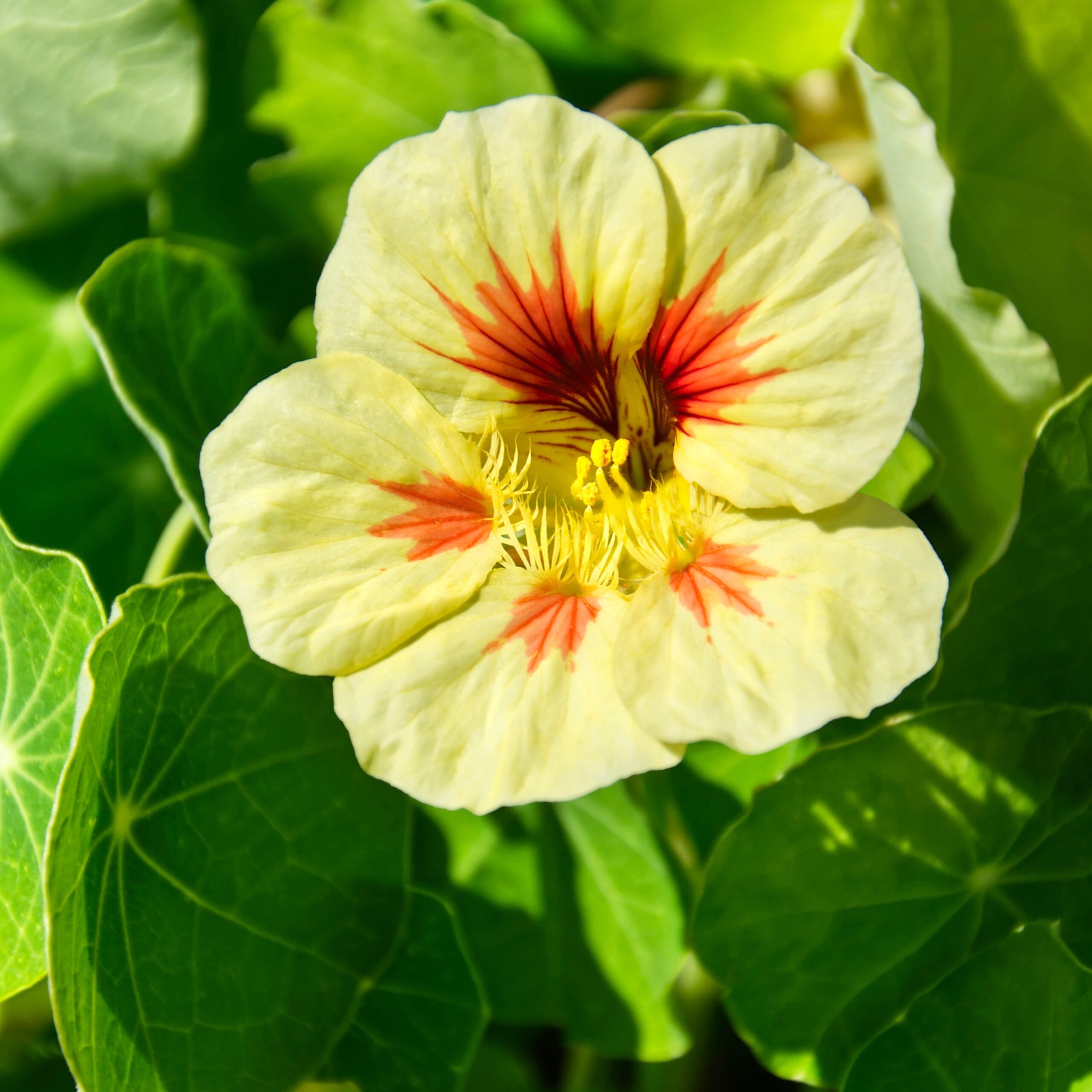 Nasturtium Peach Melba - Image 2