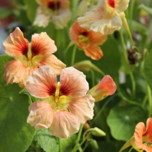 Nasturtium Tropaeolum Salmon Baby
