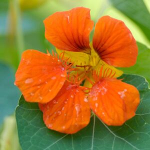 Nasturtium Tropaeolum Whirlybird Tangerine