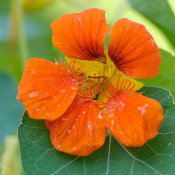 Nasturtium Tropaeolum Whirlybird Tangerine