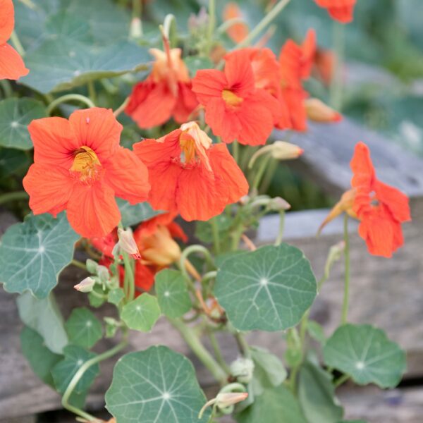 Nasturtium Tropaeolum Whirlybird Tangerine - Image 2
