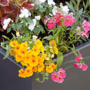 Carnival Mix of Nemesia flowers in yellow, pink, and white growing in a container