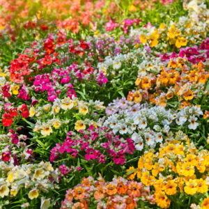 A carpet of Carnival Mix Nemesia flowers in white, pink, orange, red, and yellow