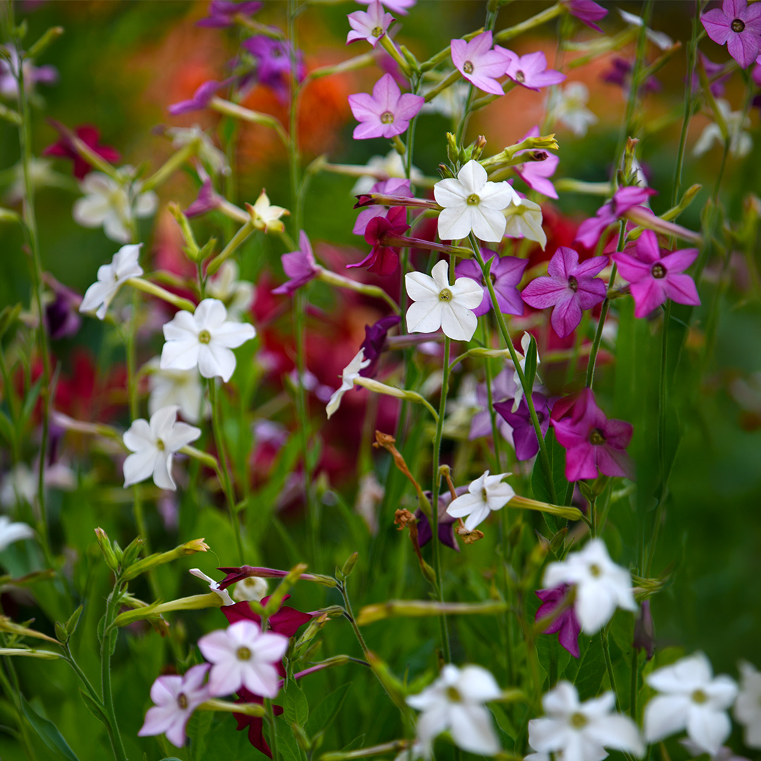 Nicotiana alata (Tobacco Plant) Sensation Mix - Image 2
