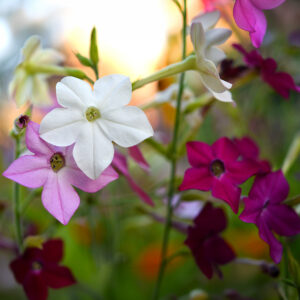 A close up image of nicotiana flowers in various colours including pink, white, and purple