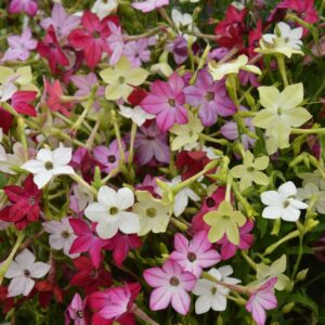 Nicotiana alata (Tobacco Plant) Sensation Mix