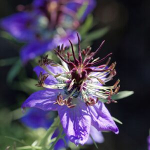 Nigella 'Hispanica'
