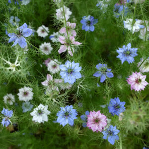 Miss Jekyll Love-In-A-Mist Nigella flowers in sky blue, pink, and white with leafy green surrounding