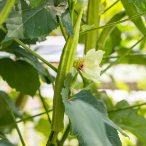 Pale yellow green Blondy Okra growing on the plant with green leaves and a sunny background