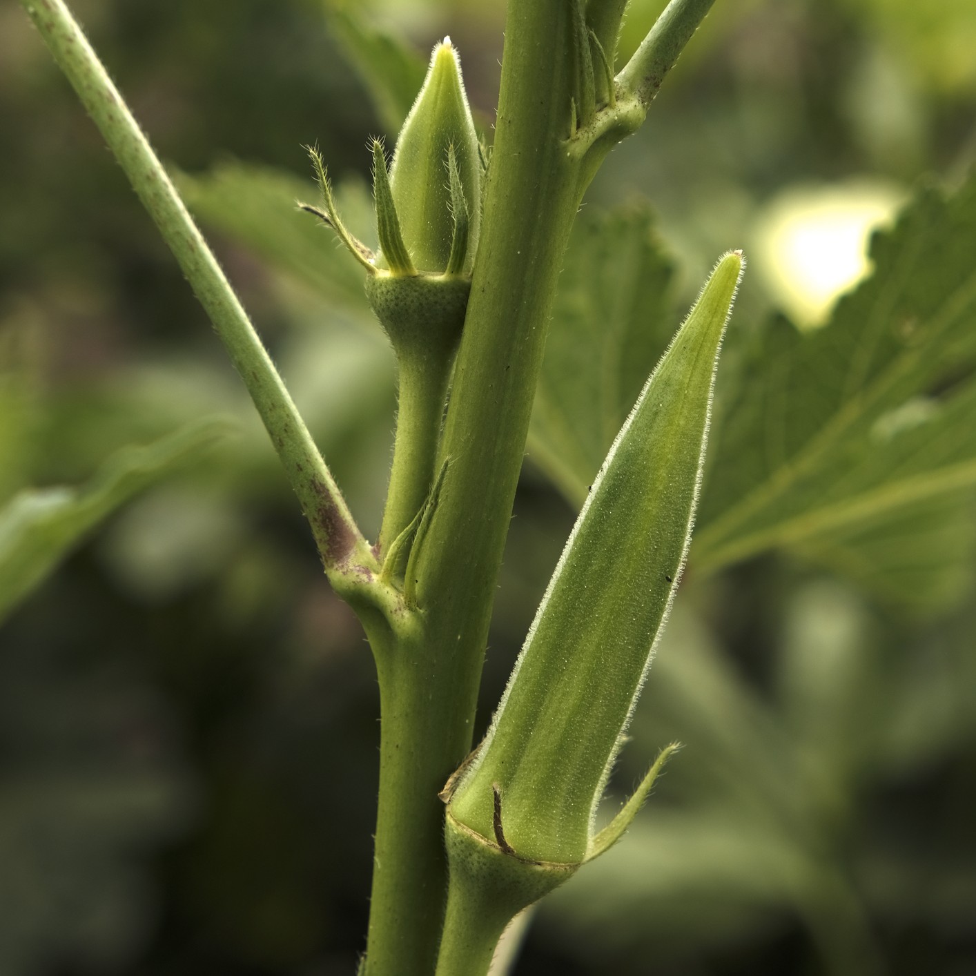 Organic Okra 'Clemson Spineless'