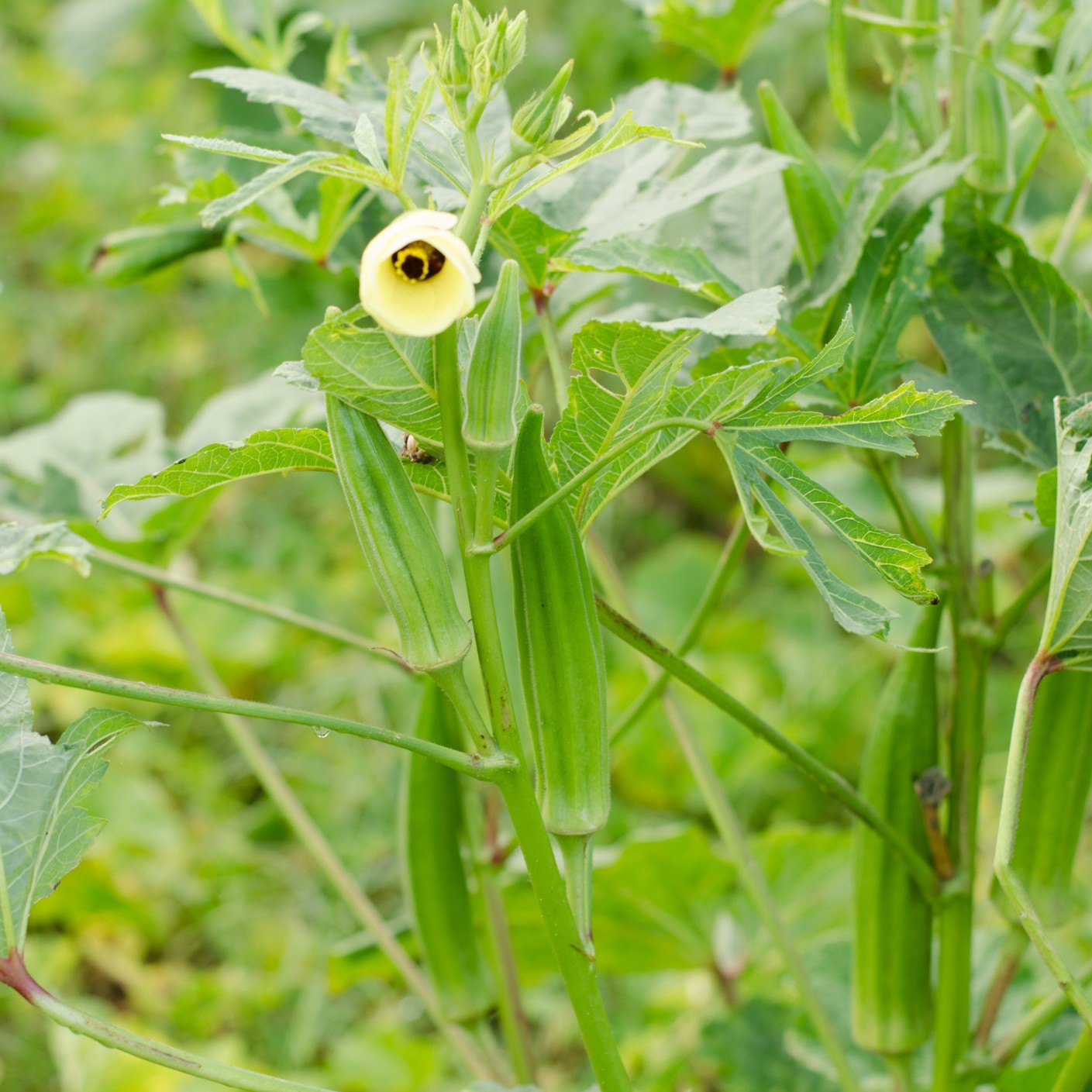Organic Okra 'Clemson Spineless' - Image 2