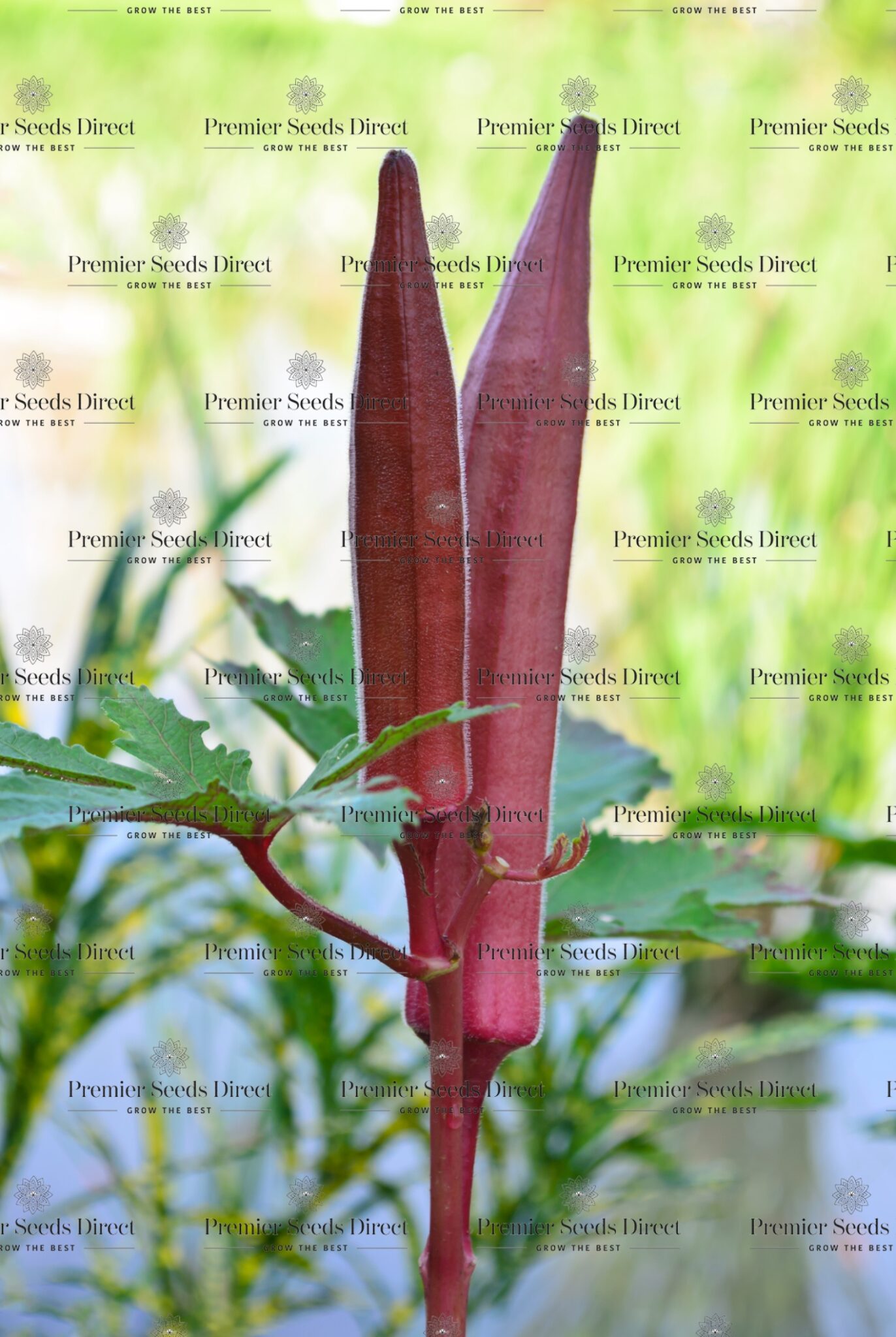 Okra Burgundy Premier Seeds Direct