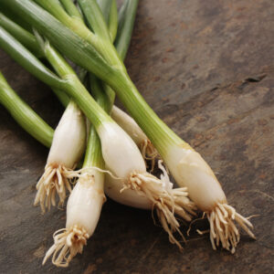 Onion Tokyo Long White (Spring/Bunching)