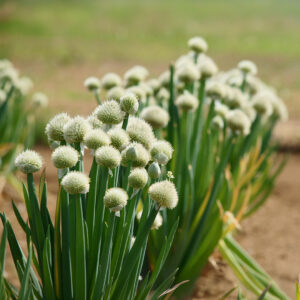 Welsh Onion plants growing in the garden with balls of small white flowers and thick green stems