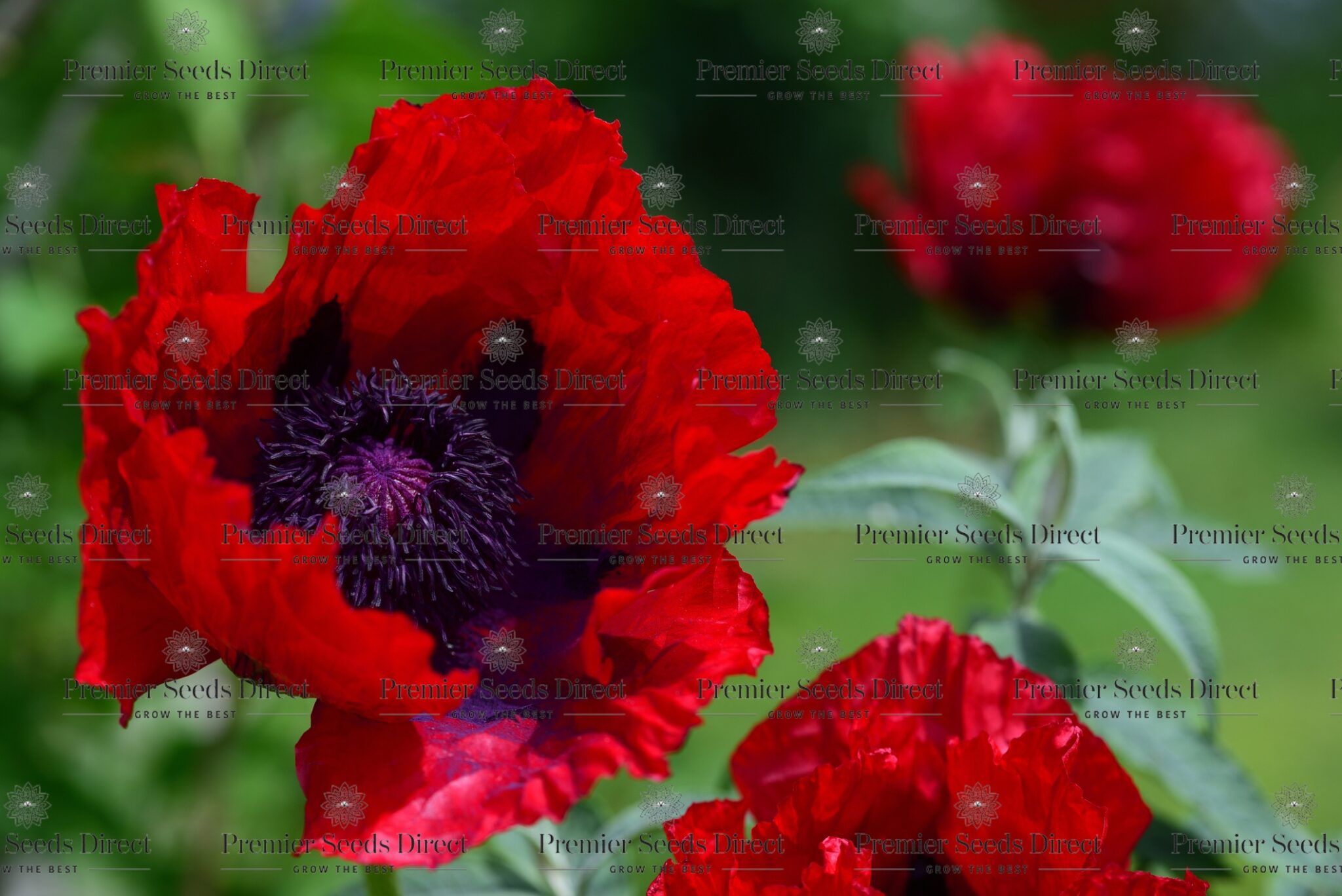 Oriental Perennial Poppy Scarlet Poppy Premier Seeds Direct ltd