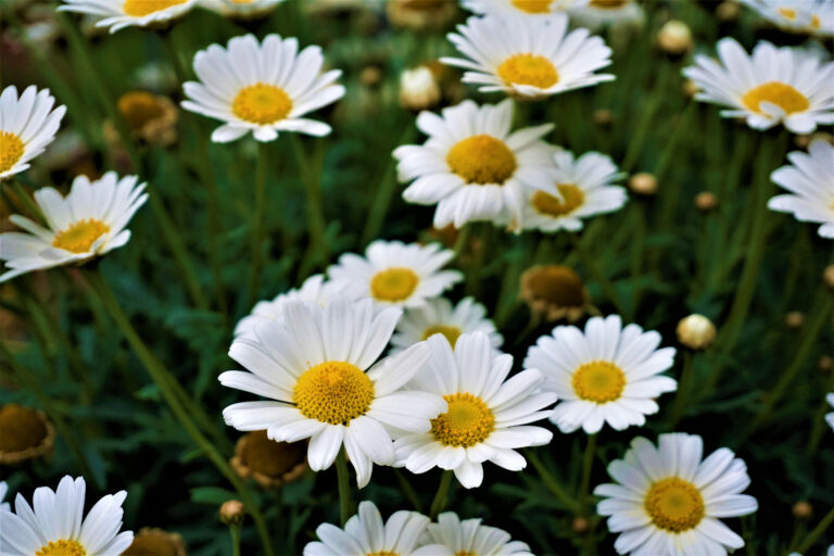 Ox Eye Daisy Leucanthemum Vulgare | Flower | Wild Flowers