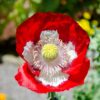 Poppy Papaver Danish Dwarf