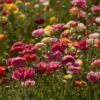 Papaver Double Shirley - Image 2