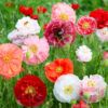 Papaver Double Shirley