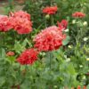 Poppy Somniferum Scarlet Red Peony - Image 3