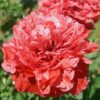 Poppy Somniferum Scarlet Red Peony - Image 2