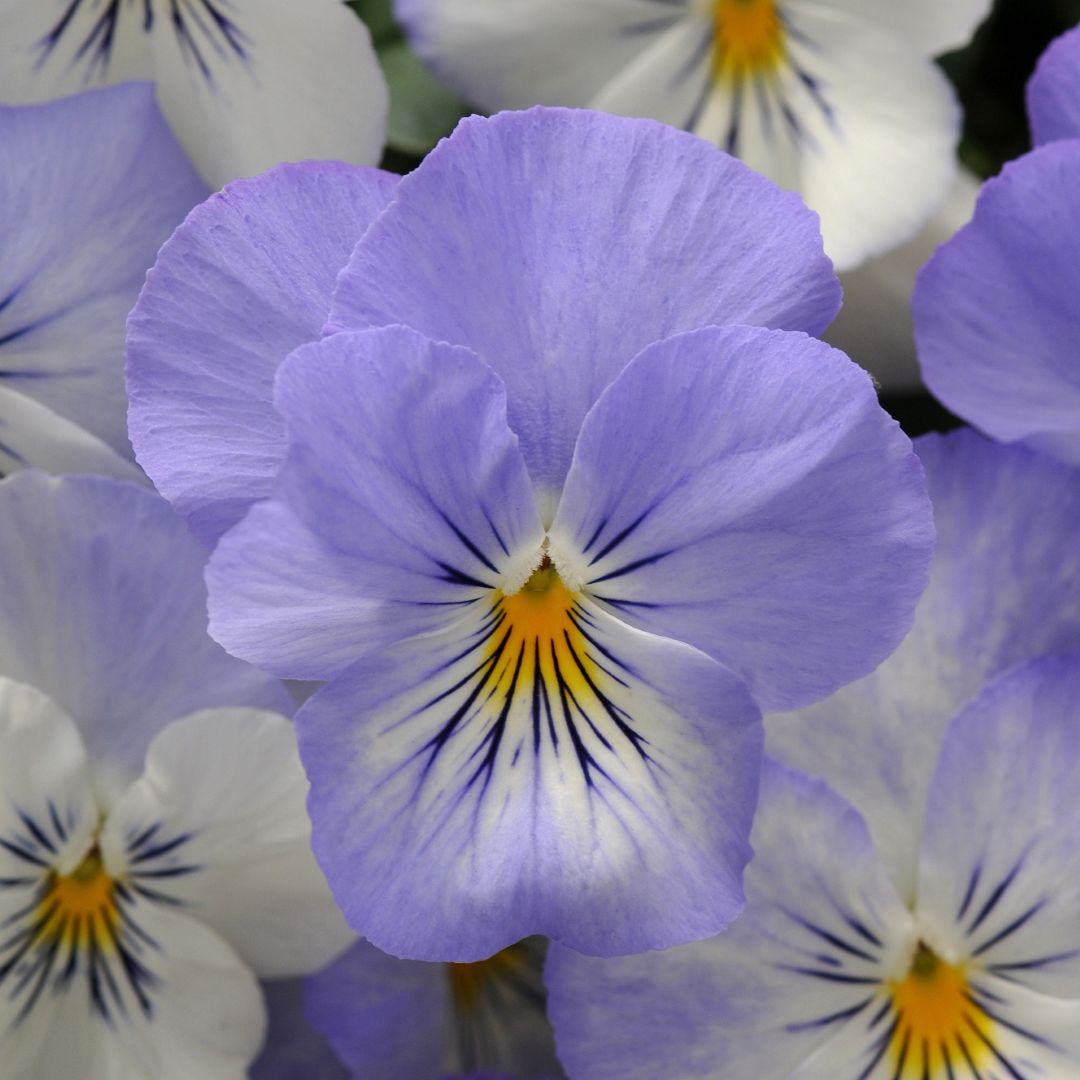 Pansy (Trailing) Cool Wave Frost