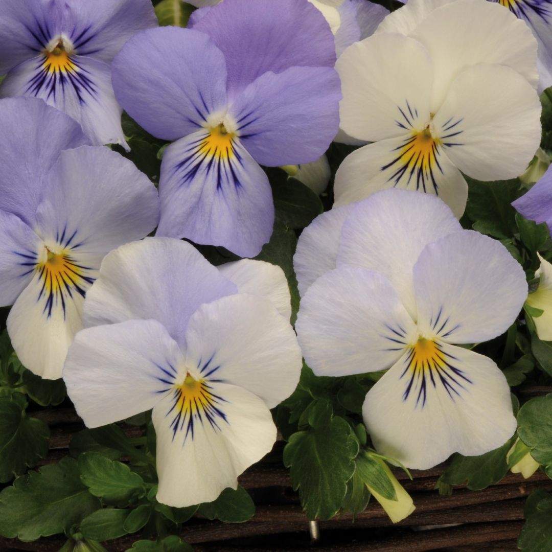 Pansy (Trailing) Cool Wave Frost - Image 3