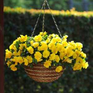 Pansy (Trailing) Cool Wave Golden Yellow