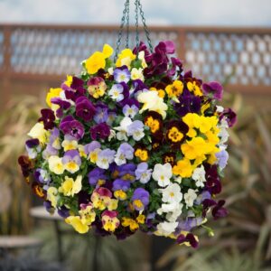 Pansy (Trailing) Cool Wave Mix
