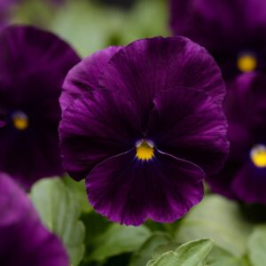 Pansy (Trailing) Cool Wave Purple