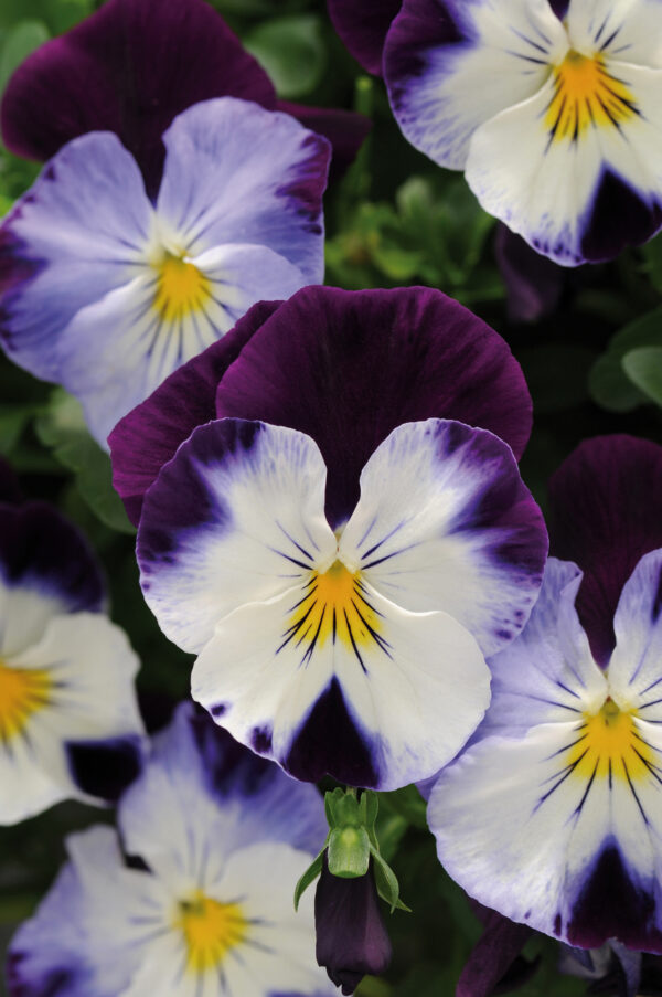 Pansy - Cool Wave Violet