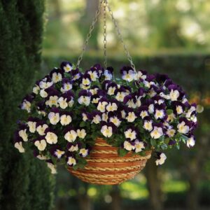 Cool Wave Violet Wing Pansy flowers growing in a hanging basket with blurred garden background