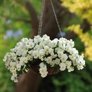 Cool Wave White Pansy flowers with yellow centres growing in a hanging basket with blurred garden background