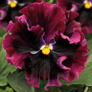 Pansy Frizzle Sizzle Burgundy F1