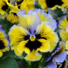 Pansy Winter Flowering Frizzle Sizzle F1 Yellow Blue Swirl